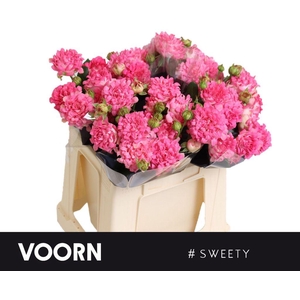 Rosa spray #sweety