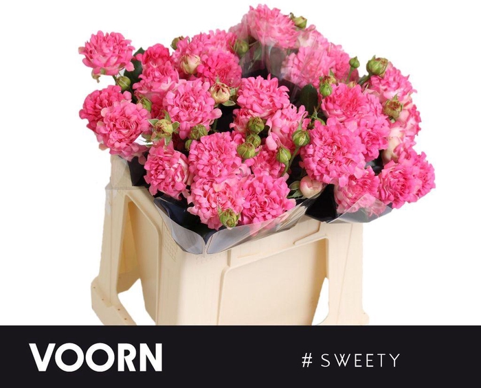 <h4>Rosa spray #sweety</h4>