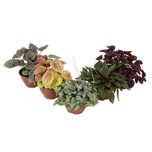 PEPEROMIA CAPERATA VARIADO C13