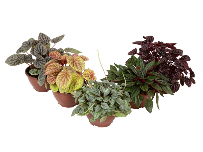 PEPEROMIA CAPERATA VARIADO C13