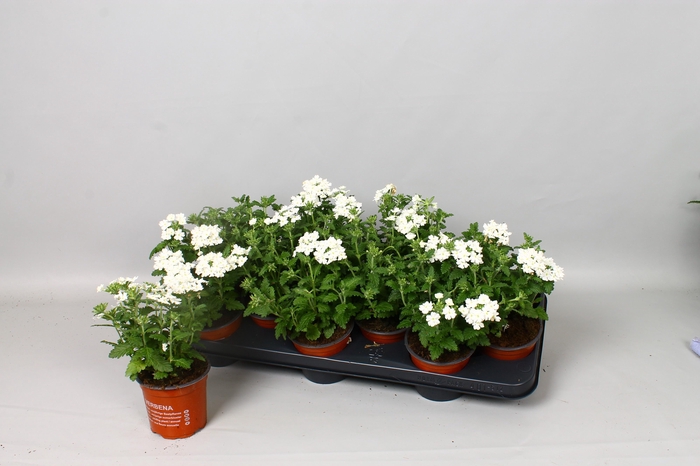 <h4>VERBE BLUES WHITE</h4>