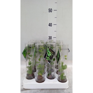 Dioscorea elephantipes