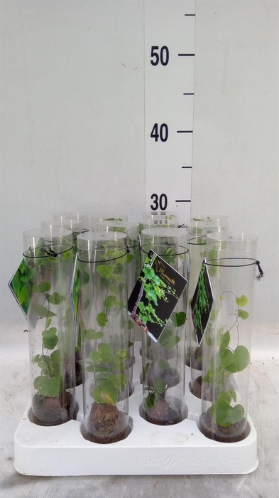 <h4>Dioscorea elephantipes</h4>