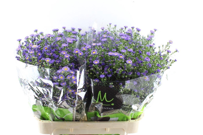 <h4>Ast Teeny Tiny Blue</h4>