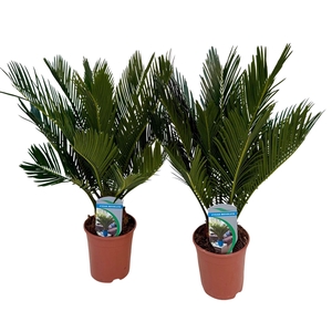 Cycas revoluta