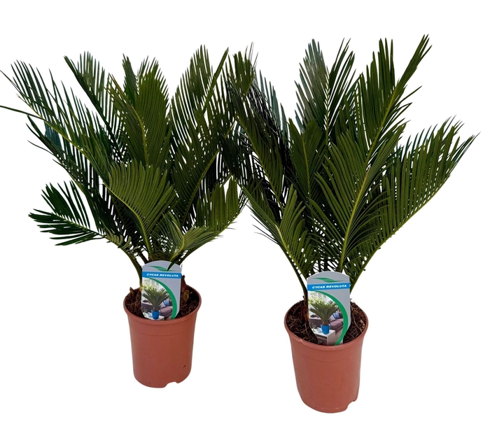 <h4>Cycas revoluta</h4>