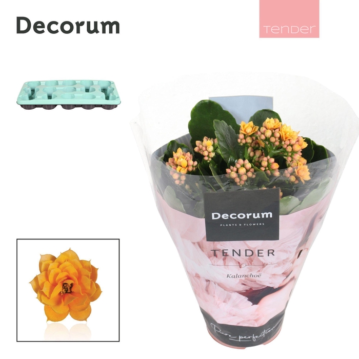 <h4>Kalanchoe Decorum TENDER - Serenity Gold</h4>