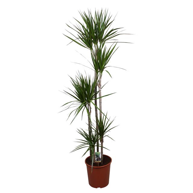 Dracaena Marginata 30Ø 190cm 5pp