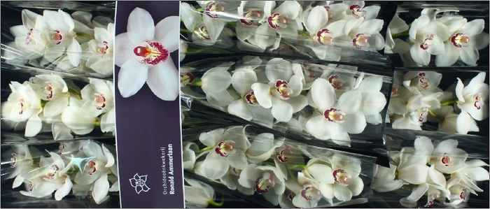 <h4>Cymbidium Mazurka Doos</h4>