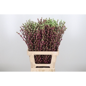 Salix Katjes Kl Bh Bubblicious