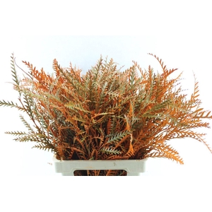 Grevillea Ivanhoe Oranje