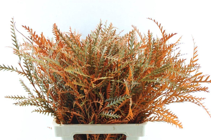 <h4>Grevillea Ivanhoe Oranje</h4>