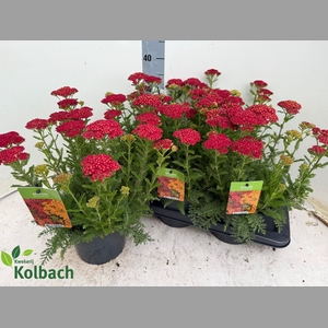 ACHI MILLEFOLIUM