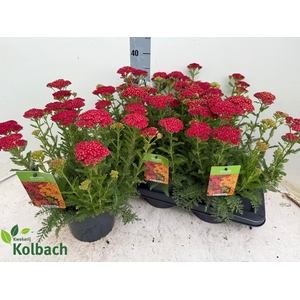 ACHI MILLEFOLIUM