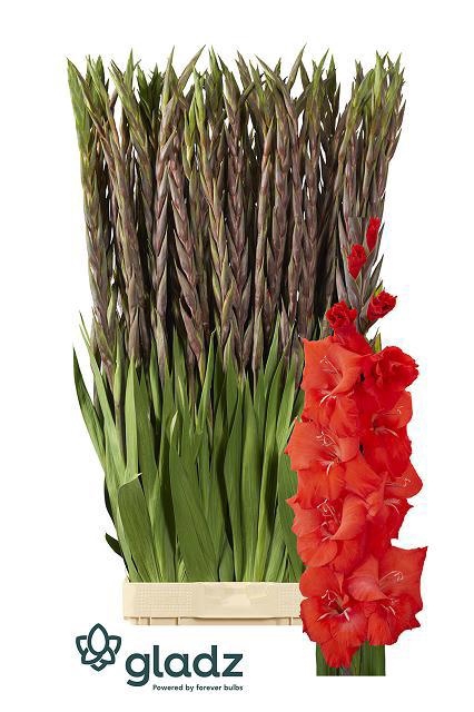 <h4>GLAD GR BUNGA</h4>