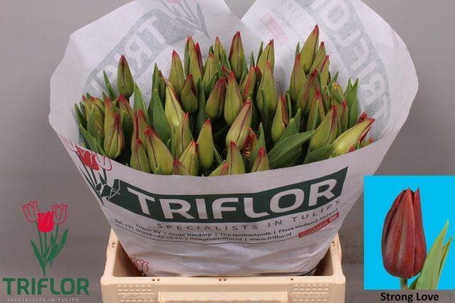 <h4>TU EN STRONG LOVE</h4>