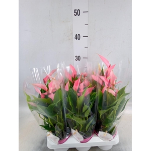 Anthurium andr. 'Lilli'