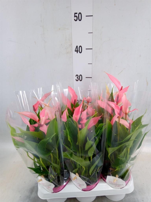 <h4>Anthurium andr. 'Lilli'</h4>