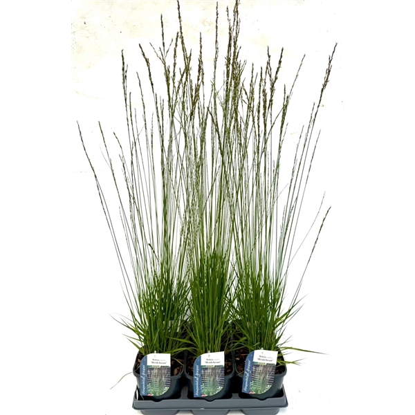 <h4>Molinia caerulea 'Heidebraut'</h4>