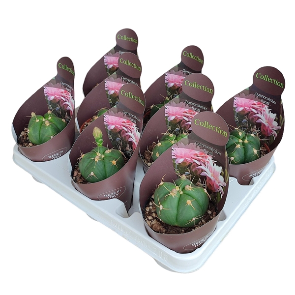 <h4>GYMNOCALYCIUM HORSTII - POT Ø 10,5 - COLLECTION WITH POTCOVER (CACTUS)</h4>