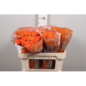 R Tr Orang Dimension X5