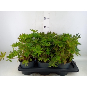 Lupinus polyp. 'Lupini Pink Shades'