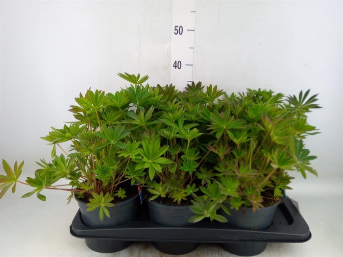 <h4>Lupinus polyp. 'Lupini Pink Shades'</h4>