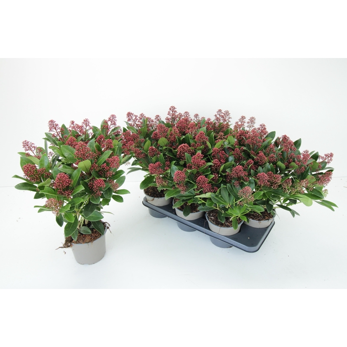 <h4>SKIM J RUBELLA</h4>