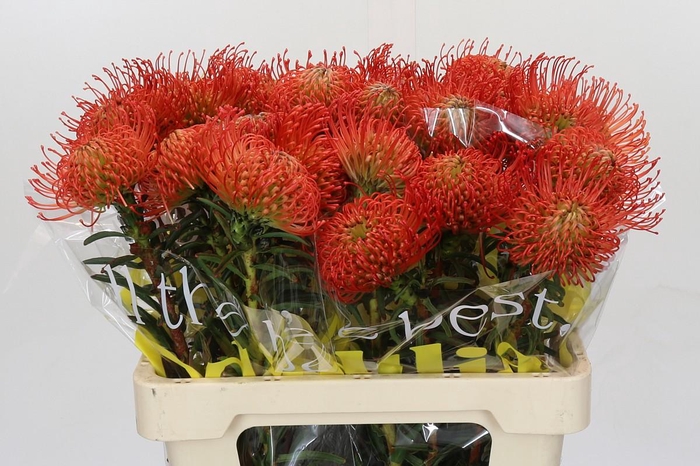 <h4>Nutans Succession</h4>