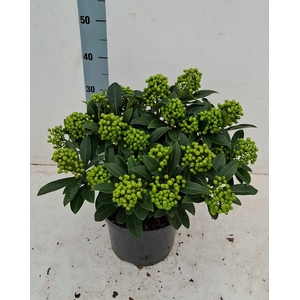 Pabella 23cm 20+ tros