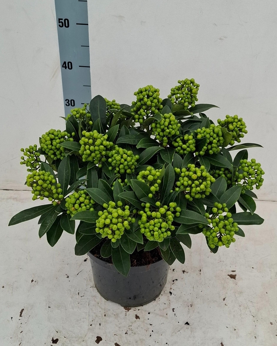 <h4>Pabella 23cm 20+ tros</h4>