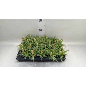 Chlorophytum com. 'Ocean'