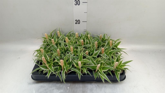 <h4>Chlorophytum com. 'Ocean'</h4>