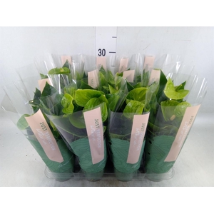 Anthurium andr. 'Smaragd'