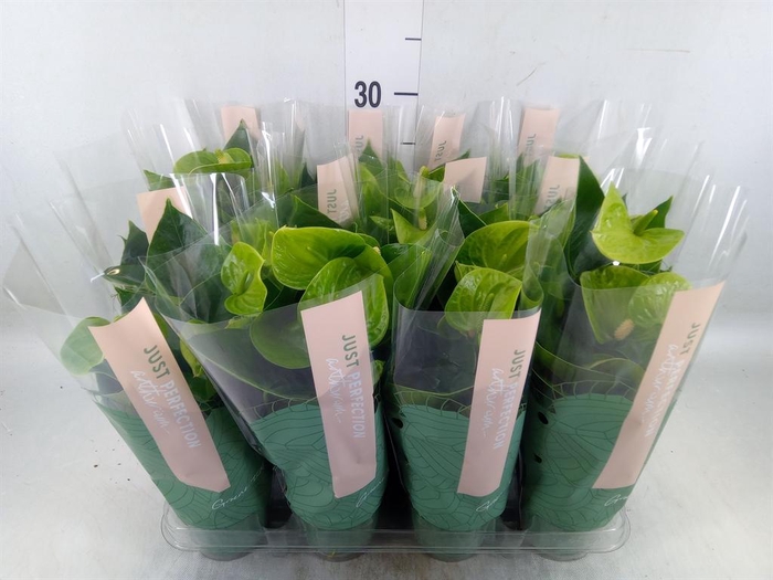 <h4>Anthurium andr. 'Smaragd'</h4>