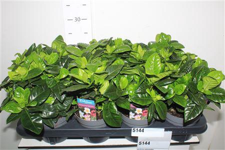<h4>Gardenia Jasminoides</h4>