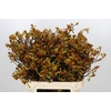 Anigozanthos Bush Sunset