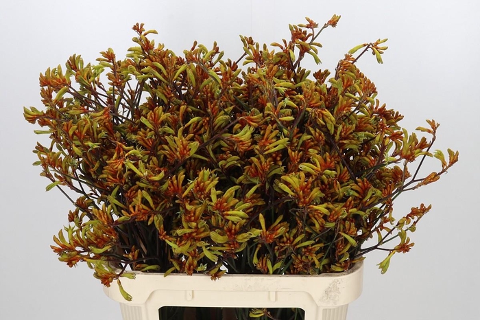 <h4>Anigozanthos Bush Sunset</h4>