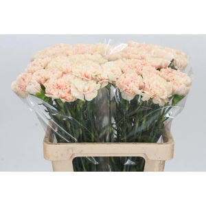 Dianthus St Apple Tea