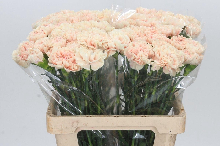 <h4>Dianthus St Apple Tea</h4>