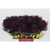 Nutans Painted Aubergine