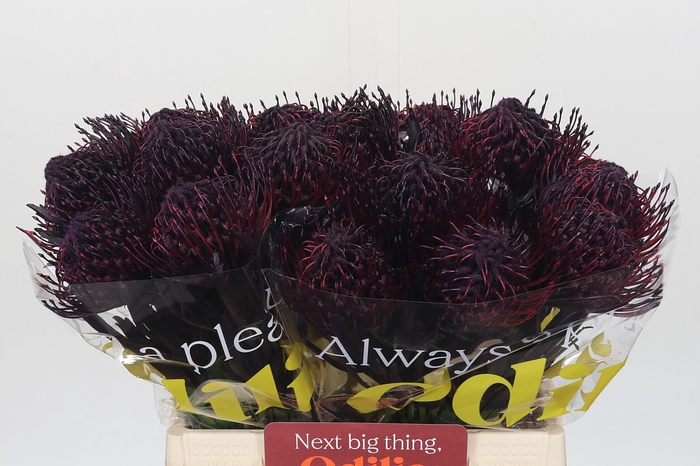 <h4>Nutans Painted Aubergine</h4>