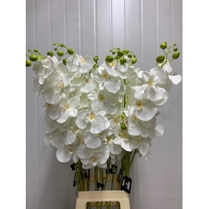 Z PHALENOPSIS 3 TAK VERTAKT