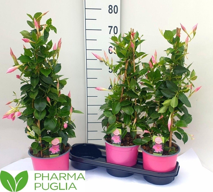 arr8 Mande Rio El Cora Pi