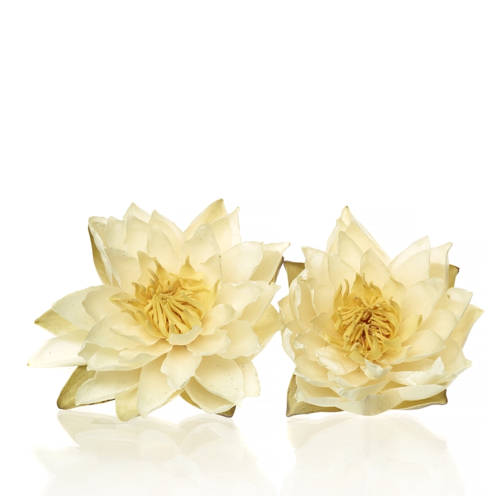 <h4>Water Lily white medium</h4>