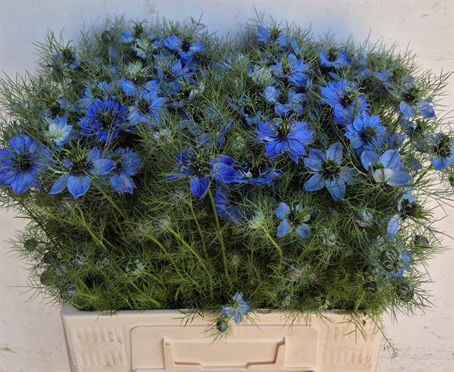 <h4>NIGE D DEEP SEA BLUE</h4>