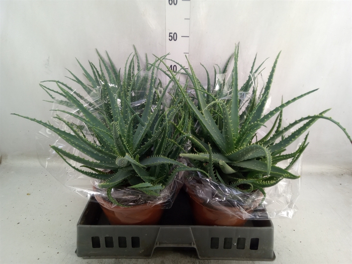 <h4>Aloe arborescens</h4>