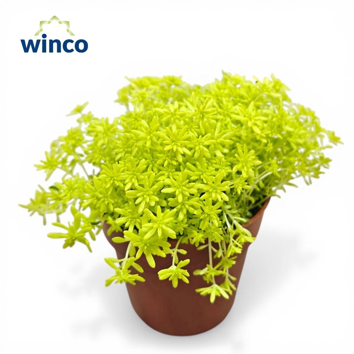 <h4>Sedum Tokyo Sun</h4>