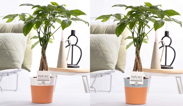 <h4>Pachira Aquatica in P&PURE pottery Terra Cotta assorti 2</h4>