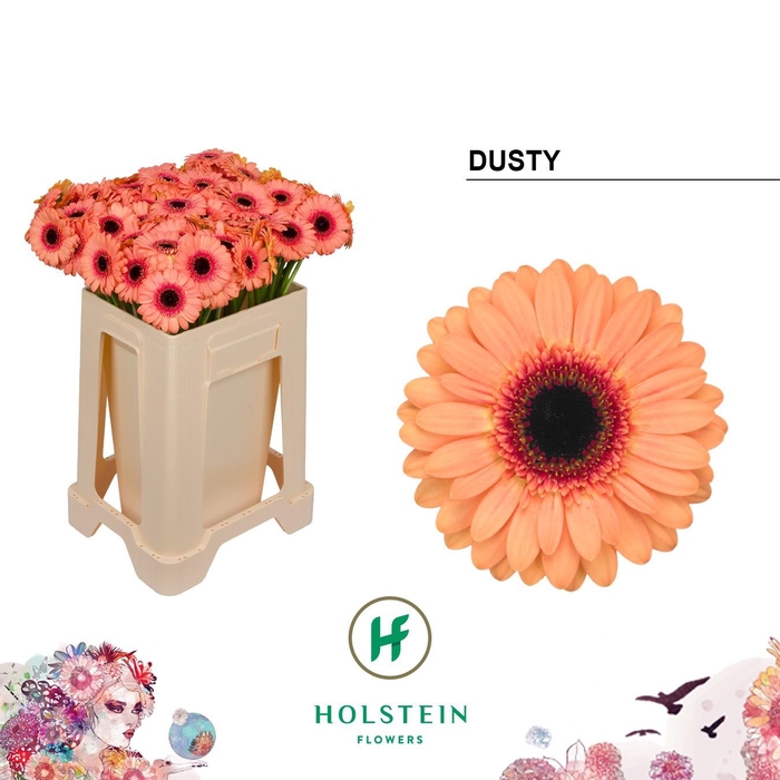 <h4>GE MI DUSTY</h4>